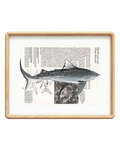 Tiger Shark