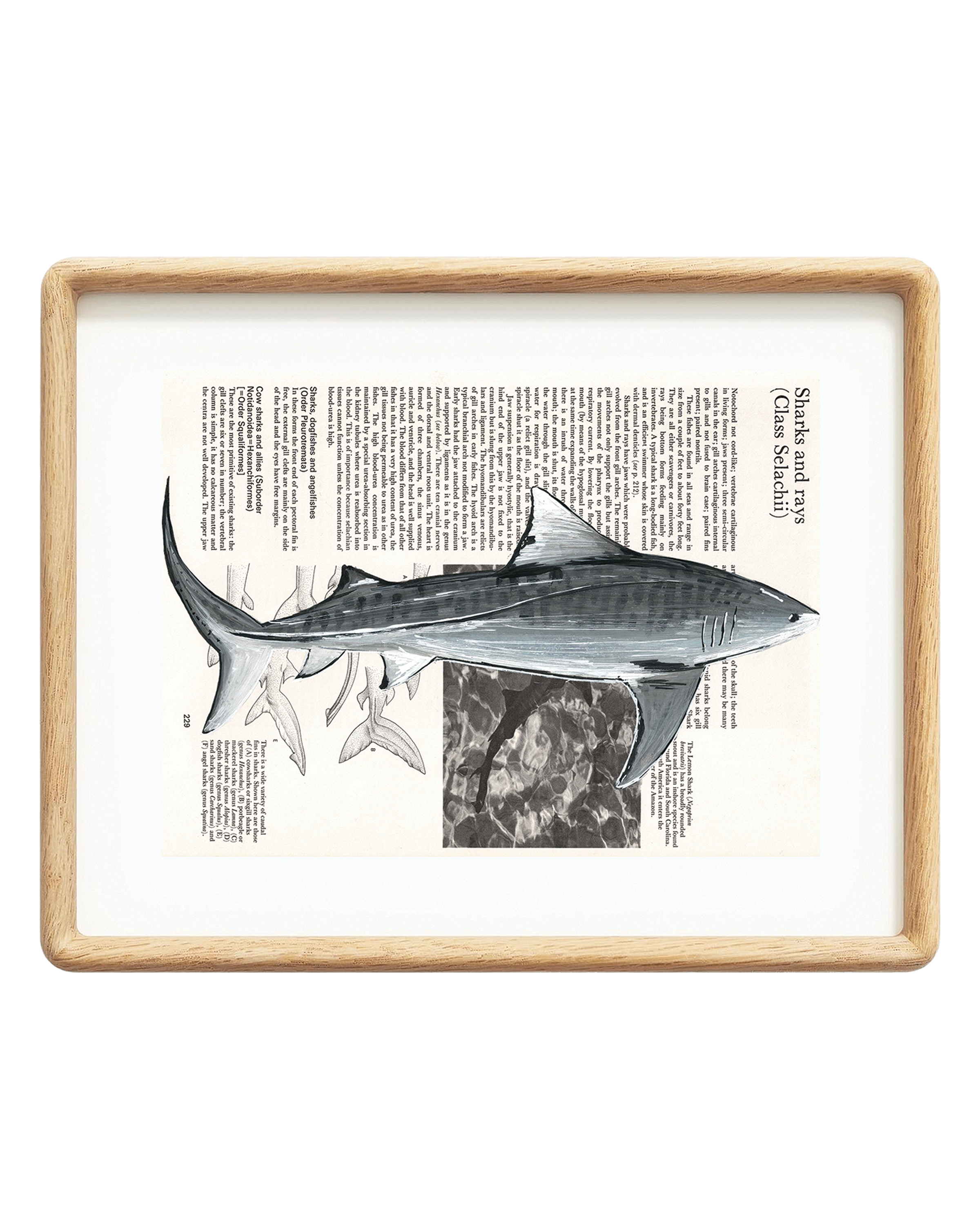 Tiger Shark