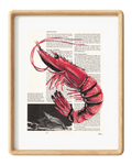 Shrimp
