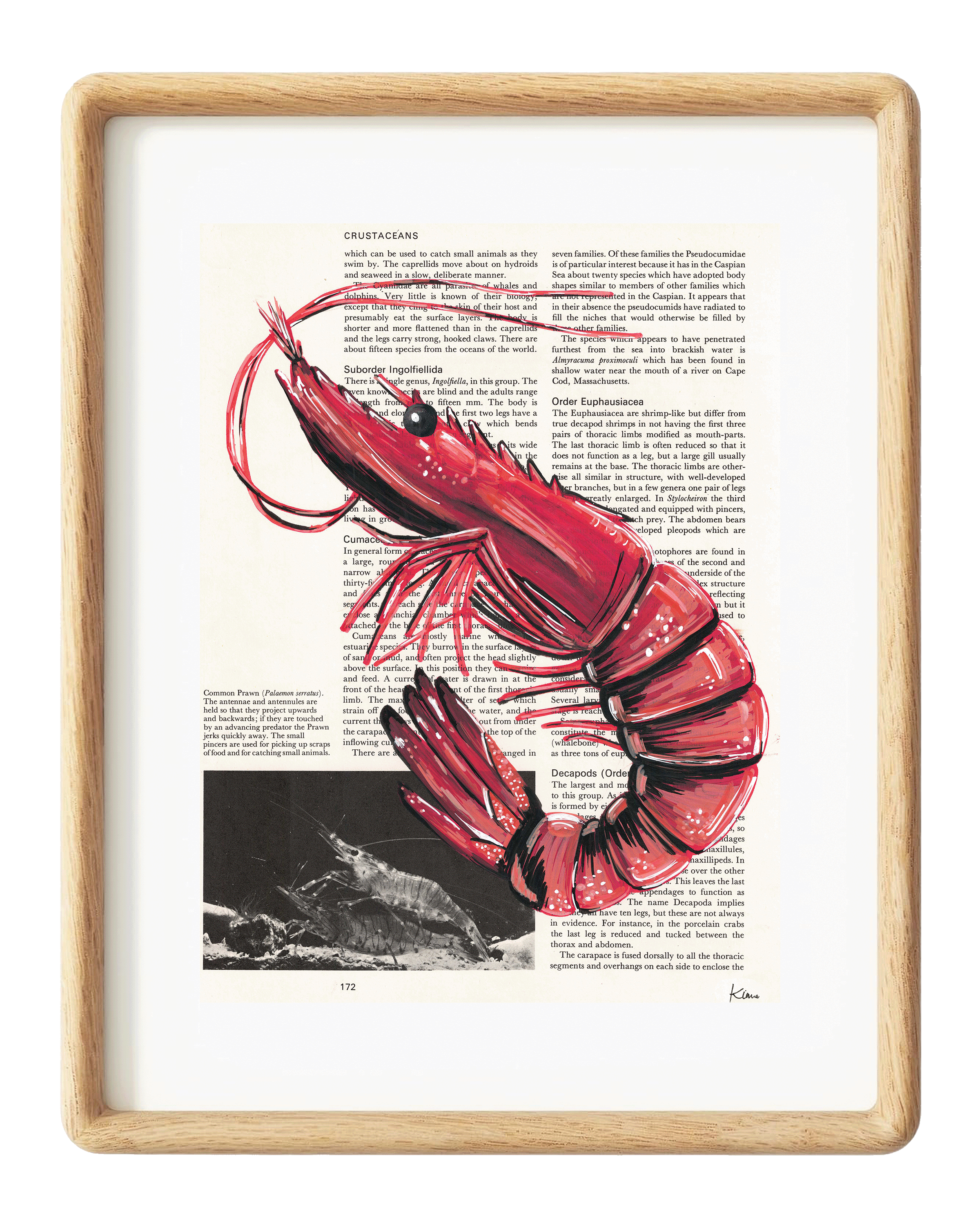Shrimp