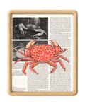 Speckled Crab