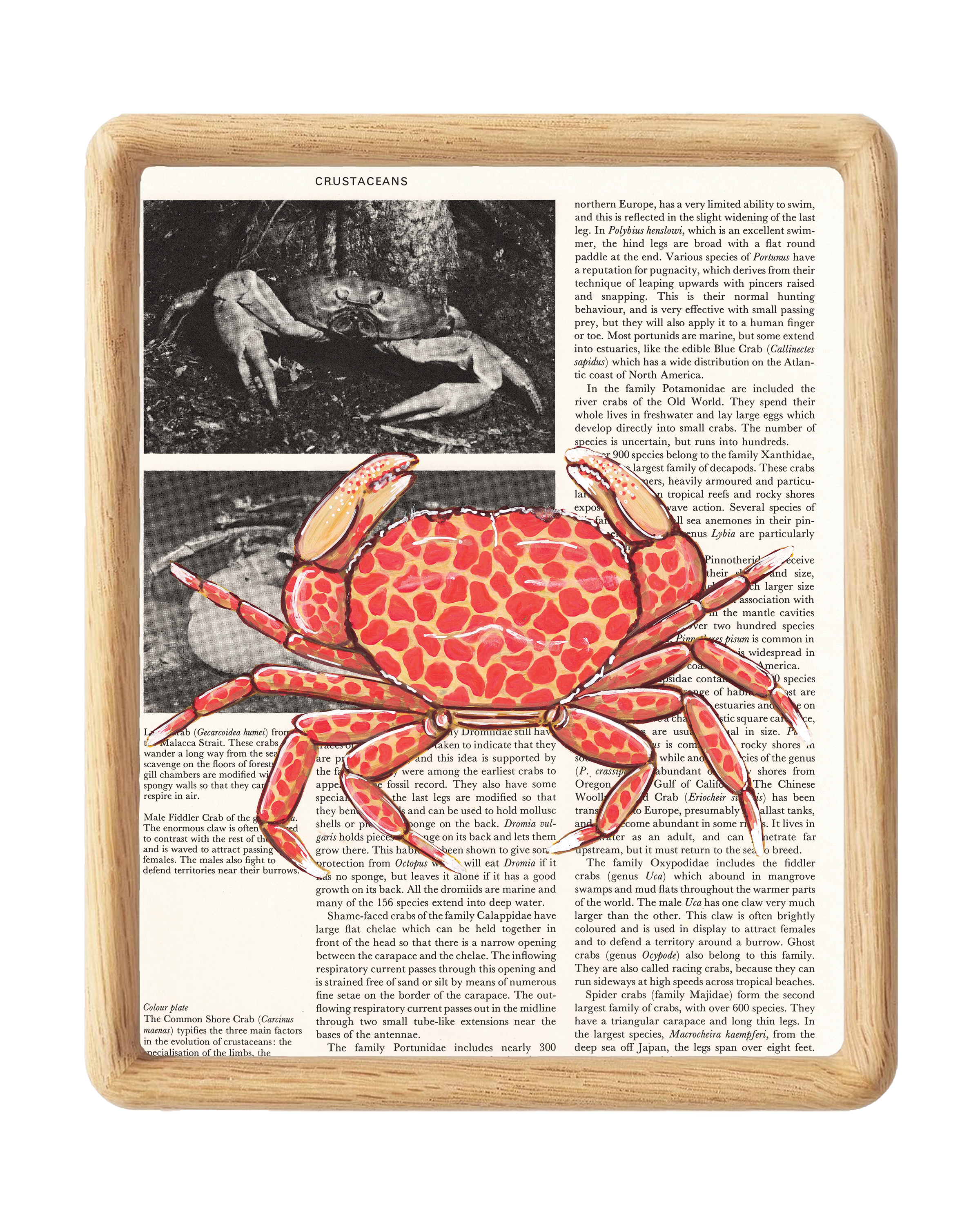Speckled Crab