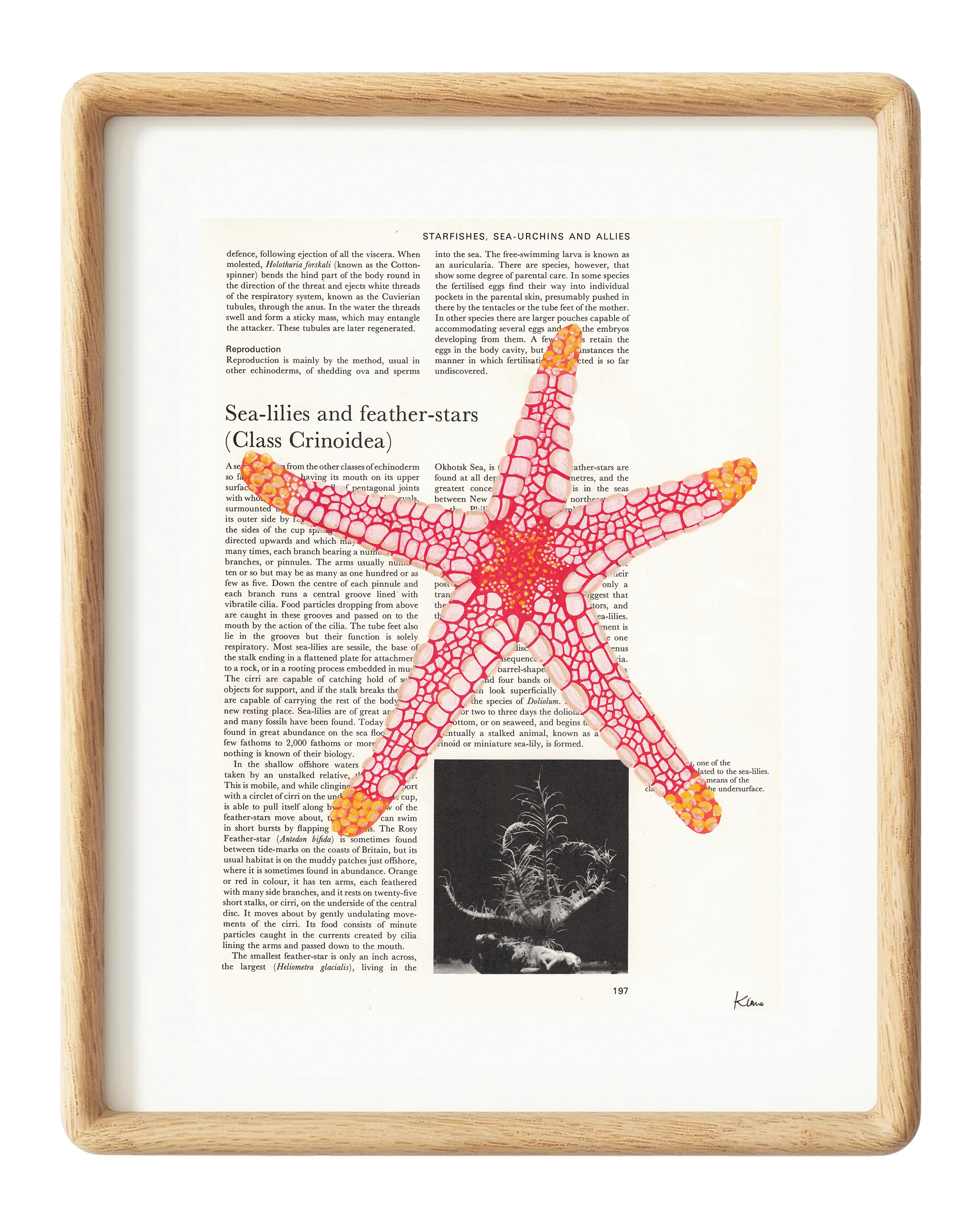 Starfish